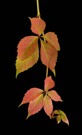 Autumn grape leaves isolated on black background.の写真素材