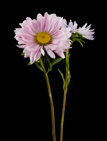 Pink aster flowers isolated on black background close-up.の写真素材