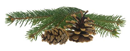 Christmas tree branch with a cone isolated on white backgroundの写真素材