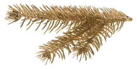 Golden Christmas tree branch isolated on a white background close-up.の写真素材