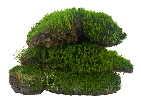 Green moss isolated on a white background close-up.の写真素材