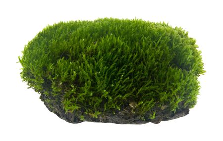 Green moss isolated on white background close upの写真素材