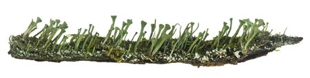 Green moss on tree bark Isolated on a white background. Macro, full focus. Long web banner.の写真素材