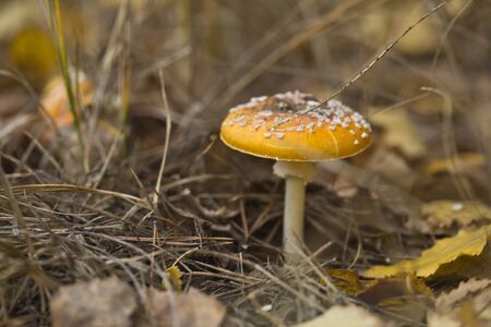 Beautiful fly agaric in the forest. Texture for the background.の写真素材