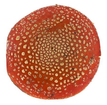Amanita red cap isolated on white background. Macro, full focus. Long web banner. View from above.の写真素材