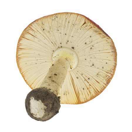 Fly agaric isolated on white background.の写真素材