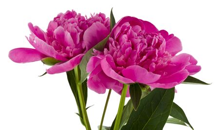 Pink peonies flowers isolated on white background.の写真素材