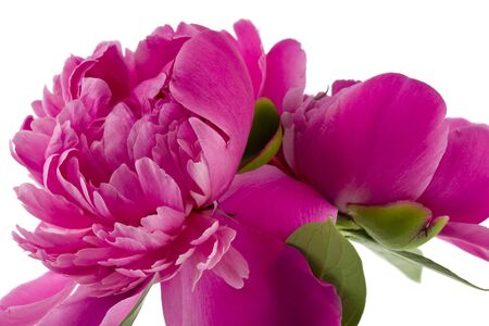 Pink peonies flowers isolated on white background.の写真素材