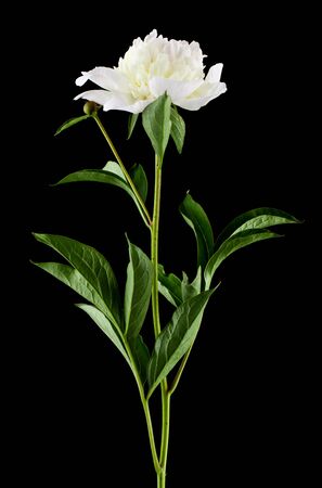 peonies isolated on a black backgroundの写真素材