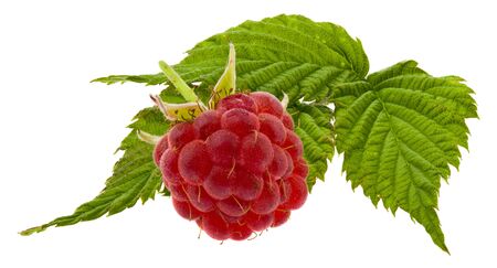 Red juicy raspberry berry with green leaves Isolated on a white background.の写真素材