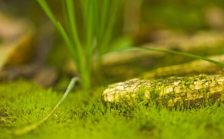 Green thickets of moss. Beautiful green moss on the field. Close-up, macro, texture, background from moss for wallpaper.の写真素材