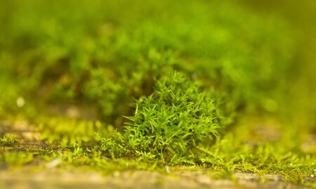 Green thickets of moss. Beautiful green moss on the field. Close-up, macro, texture, background from moss for wallpaper.の写真素材