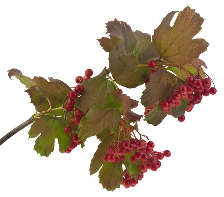 Red berries of viburnum on a branch isolated on a white background close-up.の写真素材