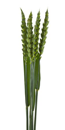 Green spikelets isolated on a white background close-up.の写真素材