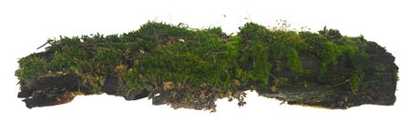 Green moss isolated on a white background close-up.の写真素材
