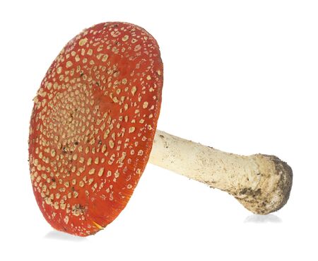 Fly agaric isolated on white background. Macro, full focusの写真素材