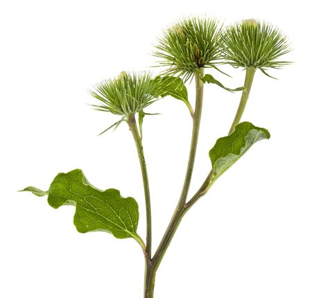 Green burdock flowers isolated on white background close-up.の写真素材