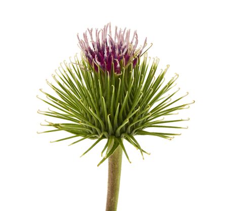 Green burdock flowers isolated on white background close-up.の写真素材