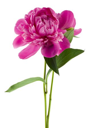 Pink peonies flowers isolated on white background close-up.の写真素材