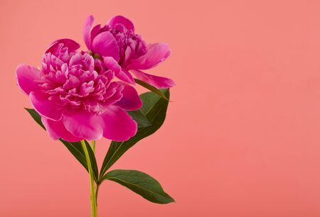 Pink peonies flowers on a pink background close-up.の写真素材
