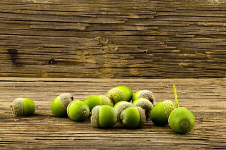 Green acorns on an old wooden table, closeup background.の写真素材