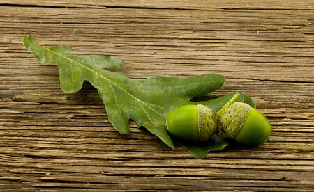 Green acorns on an old wooden table, closeup background.の写真素材