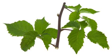 Green leaves of blackberry isolated on a white background close-up.の写真素材
