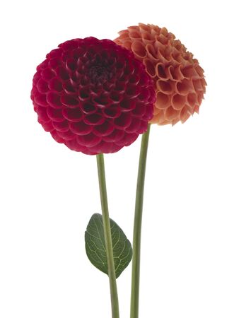 Zinnia flowers isolated on white background close-up.の写真素材