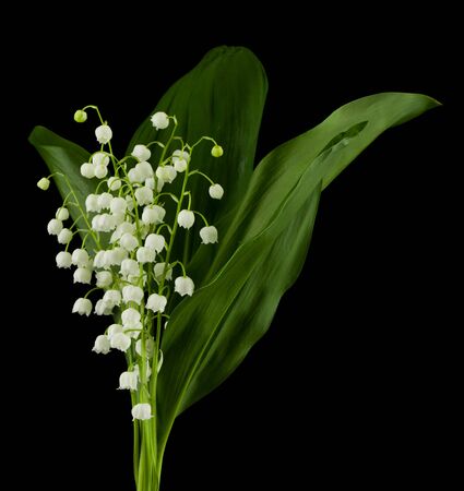 Lily of the valley flowers isolated on black background close-up.の写真素材