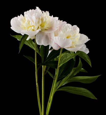 White peonies flowers isolated on black background close-up.の写真素材