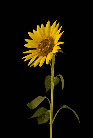 Sunflower flower isolated on black background close-up.の写真素材