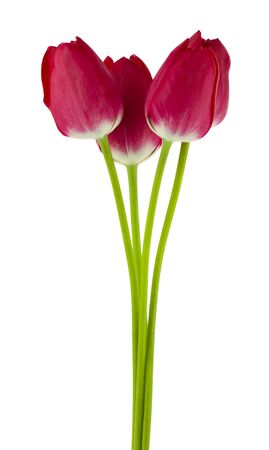 Flowers of red tulips isolated on a white background close-up.の写真素材