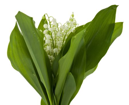 Lily of the valley flowers isolated on white background close-up.の写真素材