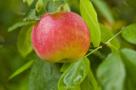 Ripe, fresh and juicy apples in a tree garden.の写真素材