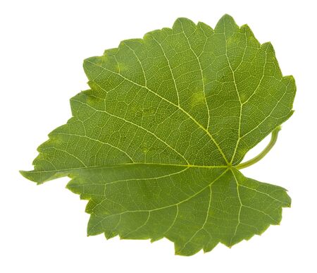 Green leaf of grape isolated on white background close-up.の写真素材