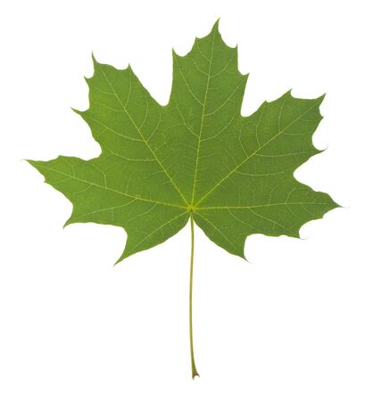 Green leaf of maple tree isolated on whiteの写真素材