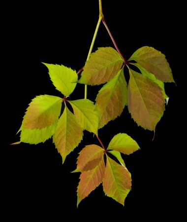 Grape leaves isolated on a black background closeup.の写真素材