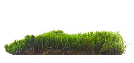 Green moss isolated on a white background close-up.の写真素材