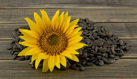A pile of seeds and a flower of a sunflower on a wooden table close-up.の写真素材