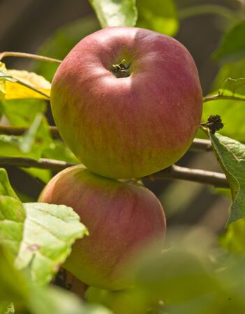 Ripe, fresh and juicy apples in a tree garden.の写真素材