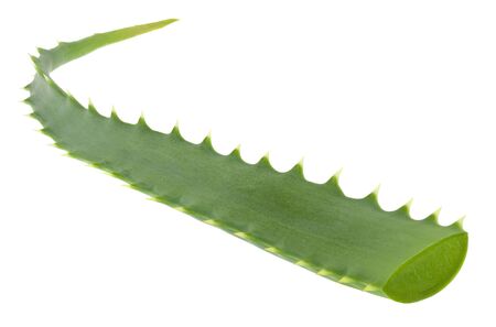 Aloe green leaves isolated on whiteの写真素材