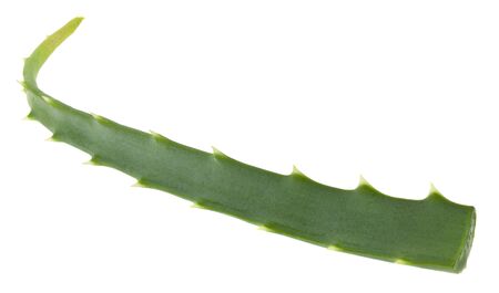 Aloe green leaf isolated on whiteの写真素材