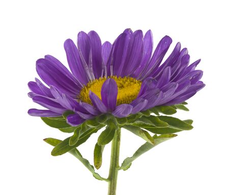 Aster flowers isolated on white background close-up.の写真素材