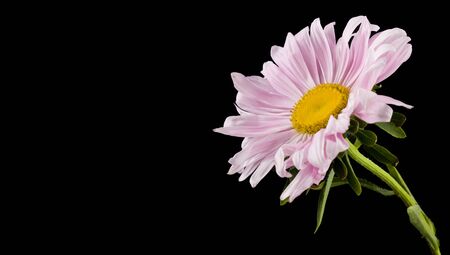 Pink aster flower isolated on blackの写真素材