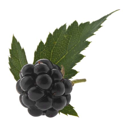 Blackberry berry isolated on a whiteの写真素材