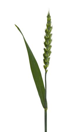 Green spikelet isolated on a white background close-up.の写真素材