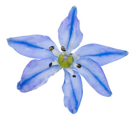 Bluebell flowers isolated on a white background close-up. Blue snowdropsの写真素材