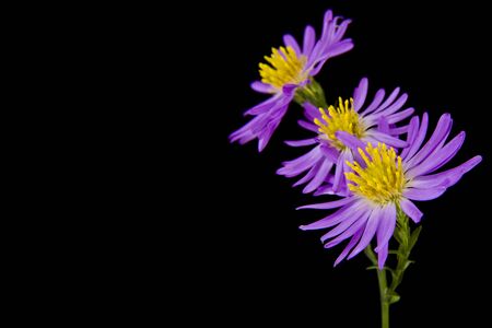 alpine aster isolated on a black backgroundの写真素材