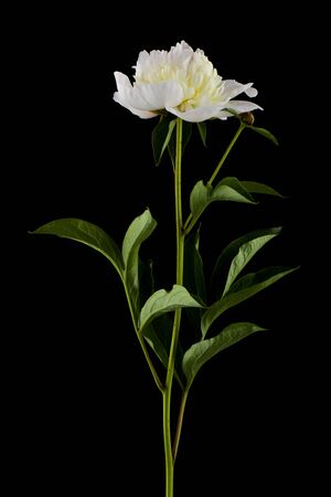 Flowers of white peonies isolated on a black background close-up.の写真素材