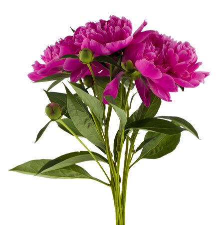 A bouquet of pink peonies isolated on a white background close-up.の写真素材